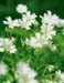 Chickweed Liquid Extract - Stellaria media, 1 fl oz / 30ml (Nature's Wonderland)