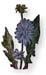 Chicory Root, Roasted, Cut, 16oz  (Cichorium intybus)