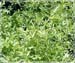 Cleavers Herb, 60 Vcaps� - 425mg (Galium aparine)