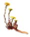 Coughwort, 60 Vcaps� - 425mg (Tussilago farfara)