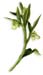 Comfrey Leaves, Cut, 4oz (Symphytum officinale)