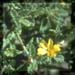 Damiana Leaves, Cut, 16oz (Turnera diffusa)