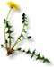 Dandelion Leaves, Cut, 16oz. (Taraxicum officinale)