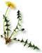 Dandelion Root, Roasted, Cut, 4oz