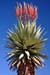 Cape Aloes, Powder, 16oz. (Aloe ferox)