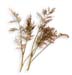 Dill Seed, Whole, 1oz.