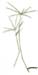 Dog Grass Root, 60 Vcaps� - 550mg (Triticum repens)