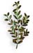 Dogwood Bark, American, Cut, 16oz