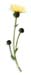 Hsuan-Fu-Hua, Cut, 1oz. (Inula helenium)
