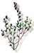 Eyebright Herb, 60 Vcaps� - 575mg (Euphrasia officinalis)