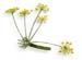 Fennel Seed, Powder, 16 oz (Foenicum vulgare)