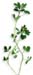 Hu-Lu-Pa, Powder, 1oz. (Trigonella foenum-graecum