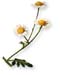 Feverfew, Cut, 16oz. (Tanacetum parthenium)