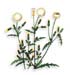 Figwort Herb, Cut, 16oz.