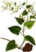 Fo Ti Root, Cut, 16oz (Polygonum multiflorum)