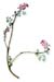 Fumitory Herb, Cut, 16oz.