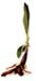 Sampson Snake Root, 60 Vcaps� - 500mg (Gentiana lutea)