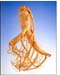 Sang Root, Korean, Powder, 16oz. (Panax ginseng)