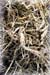 American Ginseng Root, 60 Vcaps� - 475mg (Panax quinquefolium)