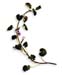 Ground Ivy Herb, 60 Vcaps� - 400mg (Glechoma hederacea)