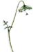 Anise Seed, Powder, 1oz. (Pimpinella anisum)