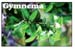 Gymnema Extract - Gymnema sylvestre , 1 fl oz  / 30ml (Nature's Wonderland)