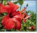 Hibiscus Flowers, Cut, 1oz. (Hibiscus sabdariffa)