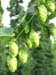Lu-Ts'ao, Cut, 1oz. (Humulus lupulus)