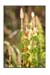 Zinnkraut Herb, Cut, 16oz. (Equisetum arvense)