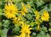 Indian Cup Plant Root, 240 Vcaps�