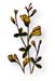 Indian Physic Root, 240 Vcaps� - 550mg