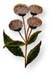 Iron Weed Root, Cut, 16oz.
