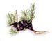 Juniper Berries, 60 Vcaps� - 575mg (Juniperus communis)