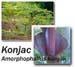 Konjac Root (Amorphophallus konjak), Powder 1 oz