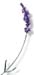 Lavender Flowers, Whole, 4oz. (Lavandula angustifolia)