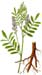 Licorice Root, Cut, 4 oz. (Glycyrrhiza glabra)