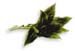 Indian Tobacco Herb, Cut, 16oz (Lobelia inflata)
