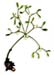 Mistletoe Herb, Cut, 4oz.