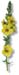 Mullein Flowers, 60 Vcaps� - 600mg (Verbascum thapsus)