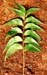Neem Leaves, Cut, 1oz. (Azadirachta indica)