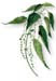 Nettle Leaves, Cut, 16oz. (Urtica dioica)
