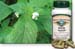Nettle Leaves, 60 Vcaps� - 525mg (Urtica dioica)