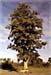 White Oak Bark, Cut, 16oz (Quercus alba)