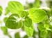 Oregano Herb, Cut, 16oz.