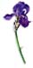 Orris Root, Cut, 16oz.