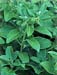 Ashwagandha Root, Cut, 1oz (Withania somnifera)