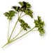 Parsley Leaves, Cut, 1oz (Petroselinum sativum)