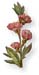 T'ao, 60 Vcaps� - 575mg (Prunus persica)