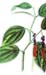 Peppercorns, Green, Whole, 1oz.