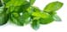 Peppermint Leaves, Cut, 4oz. (Mentha piperita)